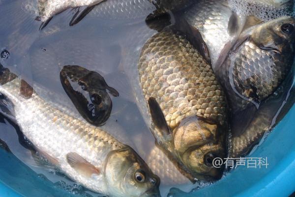 养鲫鱼的喂食方法：动物饲料和植物饲料均可