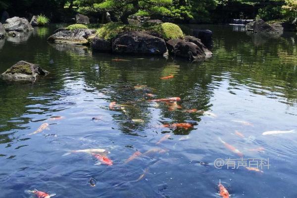 锦鲤养殖中的放盐量，每千斤水可添加三斤粗盐