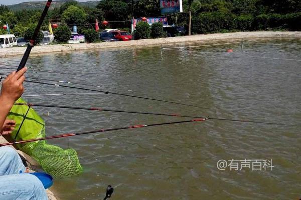 夏季钓大鲫鱼的技巧和难点