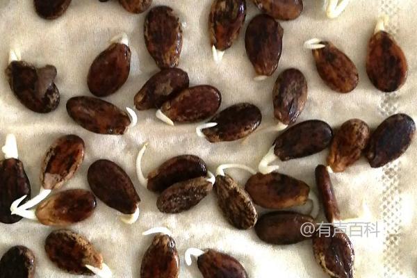 根据百度SEO规范，可以将标题修改为：“蔬菜种子催芽方法：湿布包裹后埋入粪堆，利用发酵温度促进萌发”