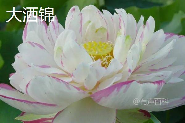 荷花品种介绍：6种株型和花色各异