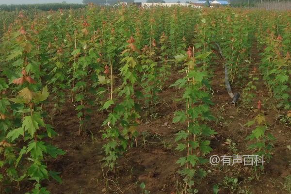 种植美国红枫，赚钱实践及种植技巧分享