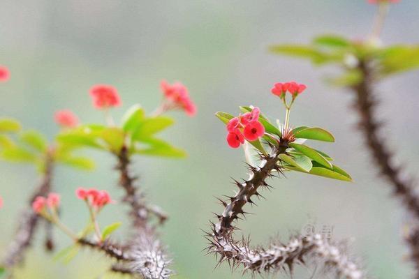 刺梅养殖技巧，充足光照助力茂盛生长