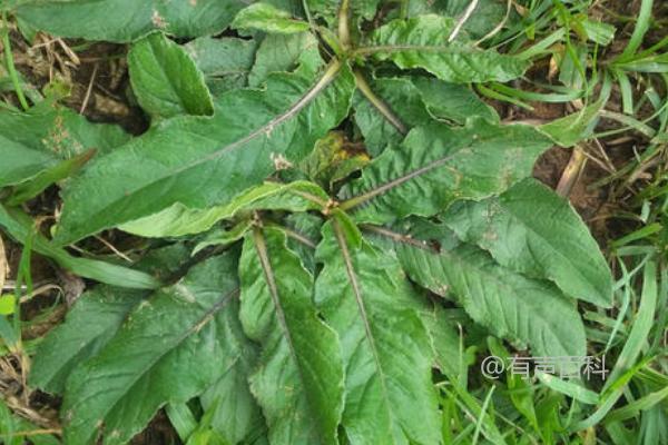 地胆草种植技术，育苗移栽和直播种植是常用方法