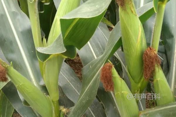 河南种植适合农科大8号吗？