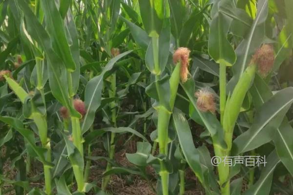 河南种植适合农科大8号吗？