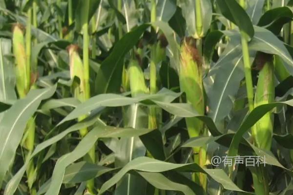 河南种植适合农科大8号吗？