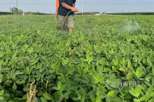 花生苗死亡的原因及预防措施