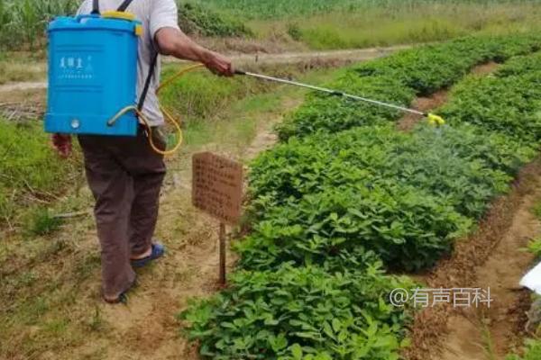 花生苗死亡的原因及预防措施