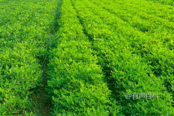 花生苗死亡的原因及预防措施