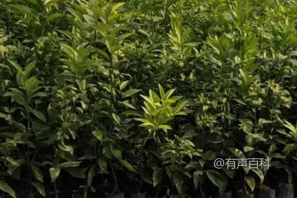 容器培育柑橘苗的方法：砧木苗栽入育苗桶后的压实与灌足定根水步骤