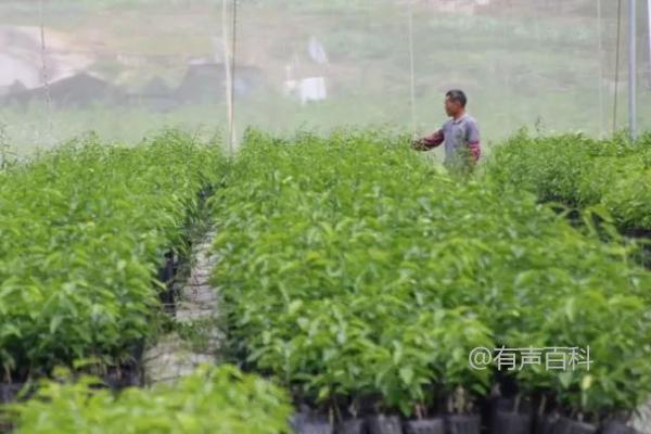 容器培育柑橘苗的方法：砧木苗栽入育苗桶后的压实与灌足定根水步骤