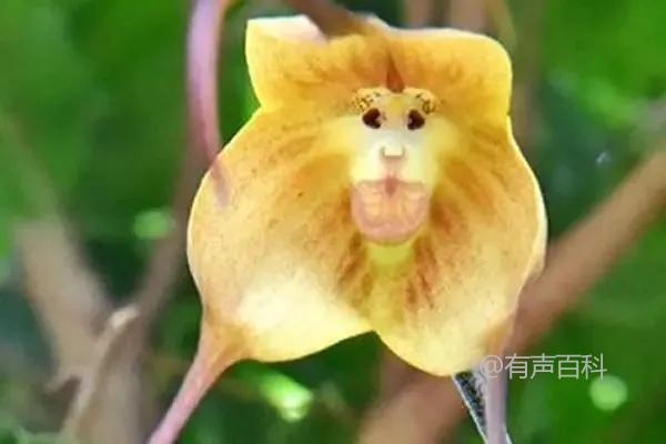 猴面兰花种植技巧：如何选购健康猴面兰花幼苗及养护要点