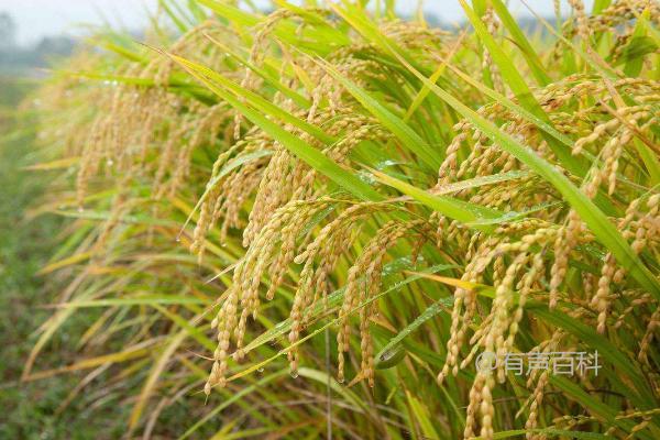 介绍和丰优6553水稻种的特点，每亩种植基本苗要达到18万以上