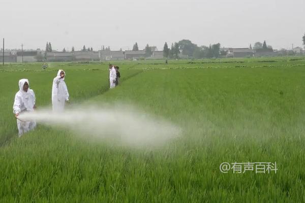 “倍硫磷杀臭虫的效果如何？用途及注意事项”