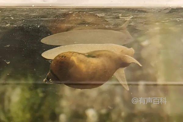 如何使用耳螺来控制水族箱中的藻类生长问题 

对于在鱼缸中饲养、使用耳螺卜螺来控制藻类生长的注意事项