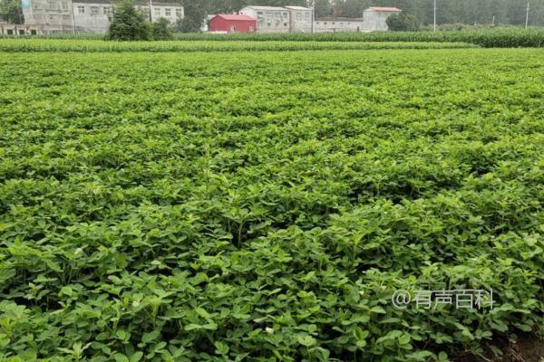 春花生种植时间及气温影响：不宜在低温下播种