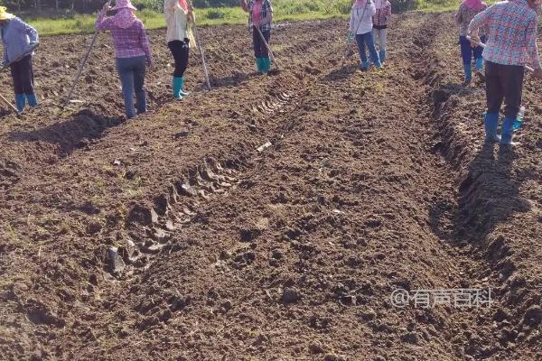 春花生种植时间及气温影响：不宜在低温下播种