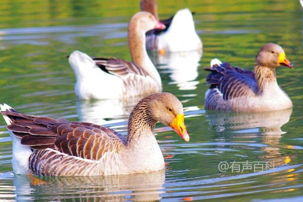 鸭子宰杀食用的适宜体重一般为3斤以上