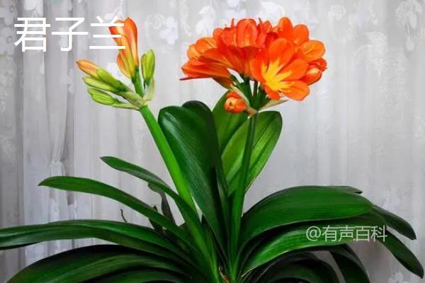 吉祥花是什么植物？常见的种类有哪些？