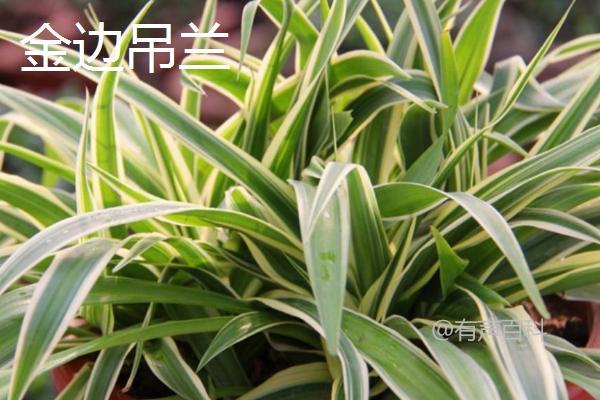 吉祥花是什么植物？常见的种类有哪些？