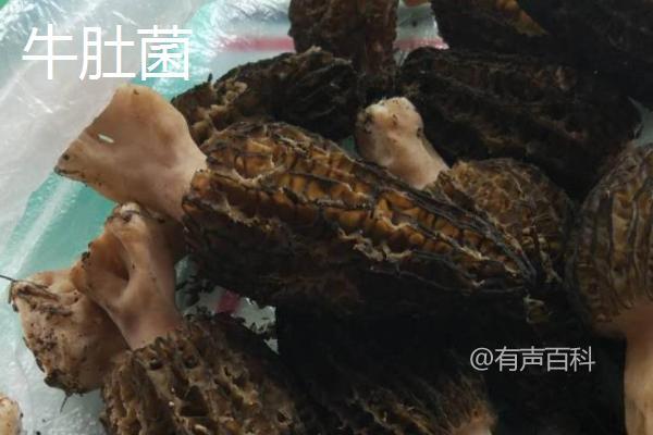 牛肚菌与羊肚菌的不同之处——外观、产地和生长环境各异