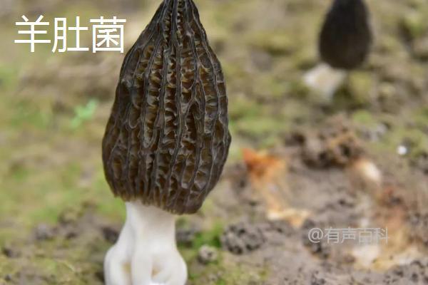 牛肚菌与羊肚菌的不同之处——外观、产地和生长环境各异