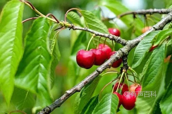 大连室外樱桃种植技巧和果实成熟时间详解