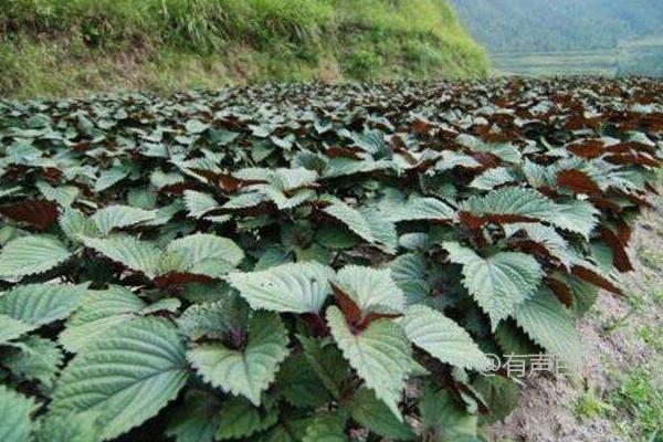 紫苏种植效益分析：产量、成本和市场价格