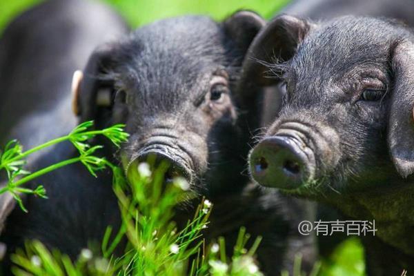 猪流感症状及治疗方法，重在预防