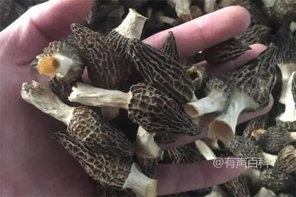 蘑菇菌包的家庭养殖方法及注意事项