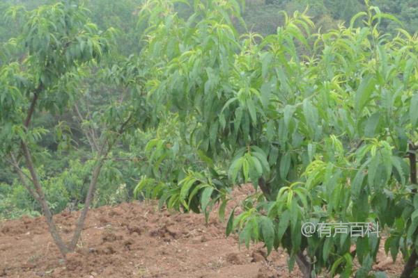 种植桃树和嫁接桃树的最佳时间