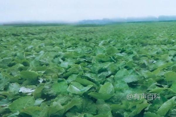 如何种植牛蒡：间苗、中耕、追肥等关键步骤详解