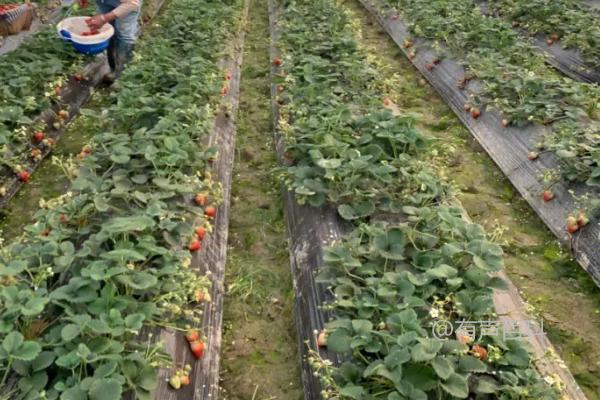 大棚草莓的最佳施肥时间及方法：晴天傍晚适合喷施叶面肥