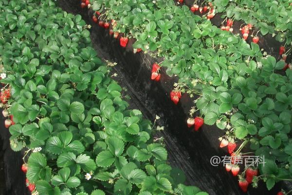 大棚草莓的最佳施肥时间及方法：晴天傍晚适合喷施叶面肥