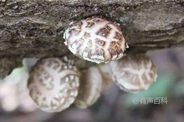 花菇价格大全，详细介绍花菇产地、功效及选购技巧