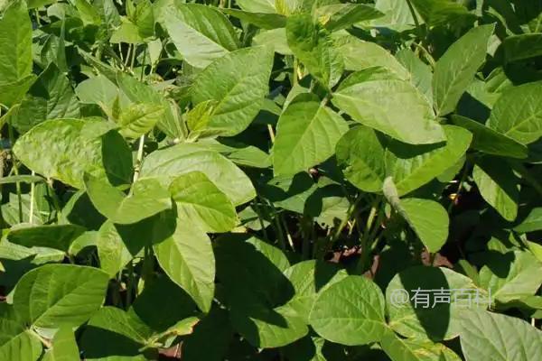 中邦豆6号大豆种子特征及特性，该品种具有亚有限结荚习性