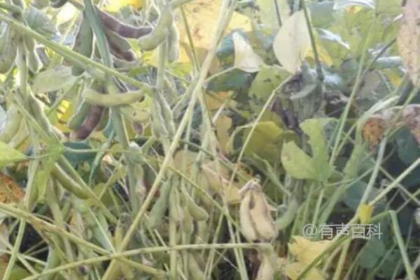 中邦豆6号大豆种子特征及特性，该品种具有亚有限结荚习性