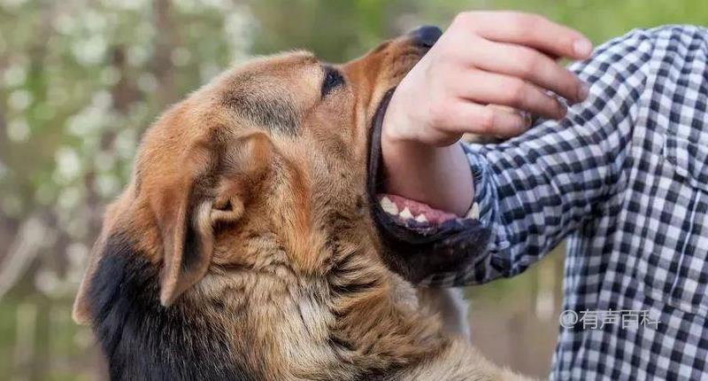 狂犬病早期症状及兴奋期表现详解