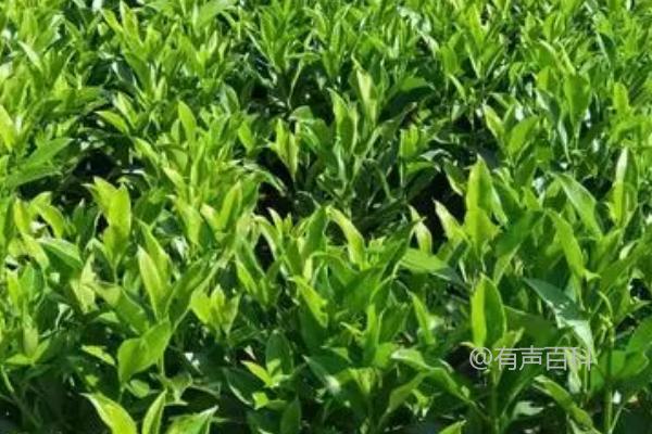 为什么非洲茉莉不开花？浇水不当或空气干燥可能是原因