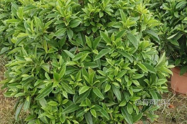 为什么非洲茉莉不开花？浇水不当或空气干燥可能是原因