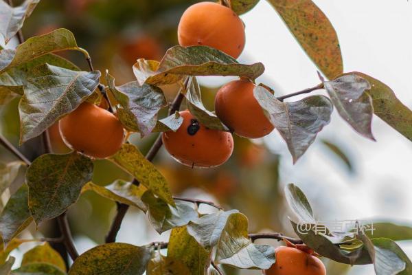 陕西富平柿子成熟时间一般为每年10月份