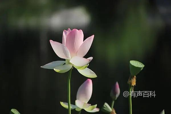 如何种植和养护香莲花？关键步骤和技巧介绍