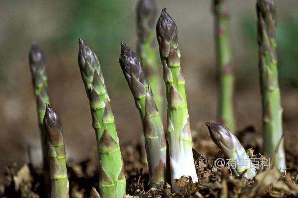 如何种植芦笋：适合的时间、种植条件与常见问题