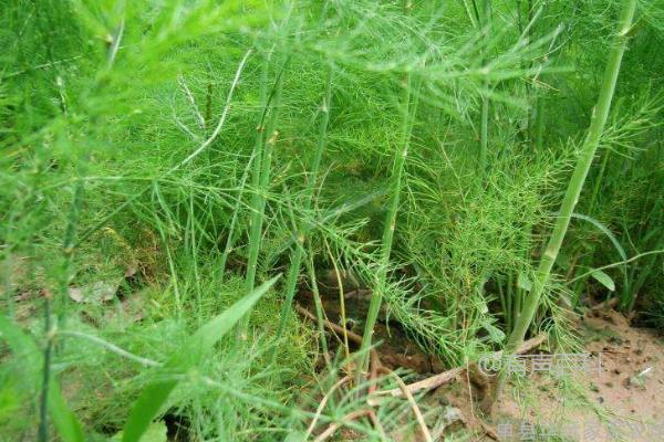 如何种植芦笋：适合的时间、种植条件与常见问题