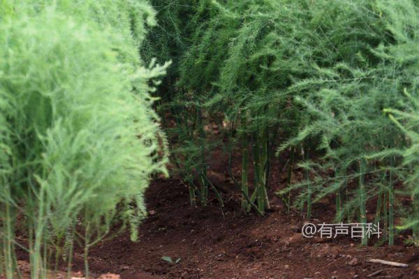 如何种植芦笋：适合的时间、种植条件与常见问题