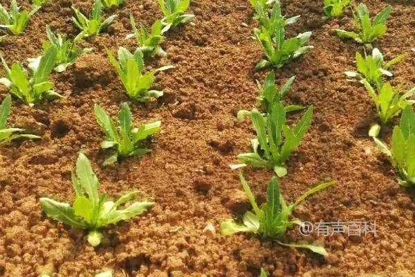 油麦菜种植时间：一年四季都适合种植