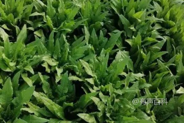 油麦菜种植时间：一年四季都适合种植