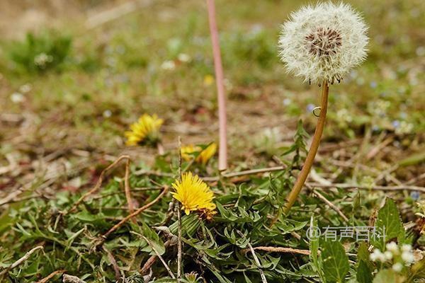 如何种植大叶蒲公英，生长所需充足水分