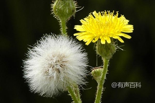 如何种植大叶蒲公英，生长所需充足水分